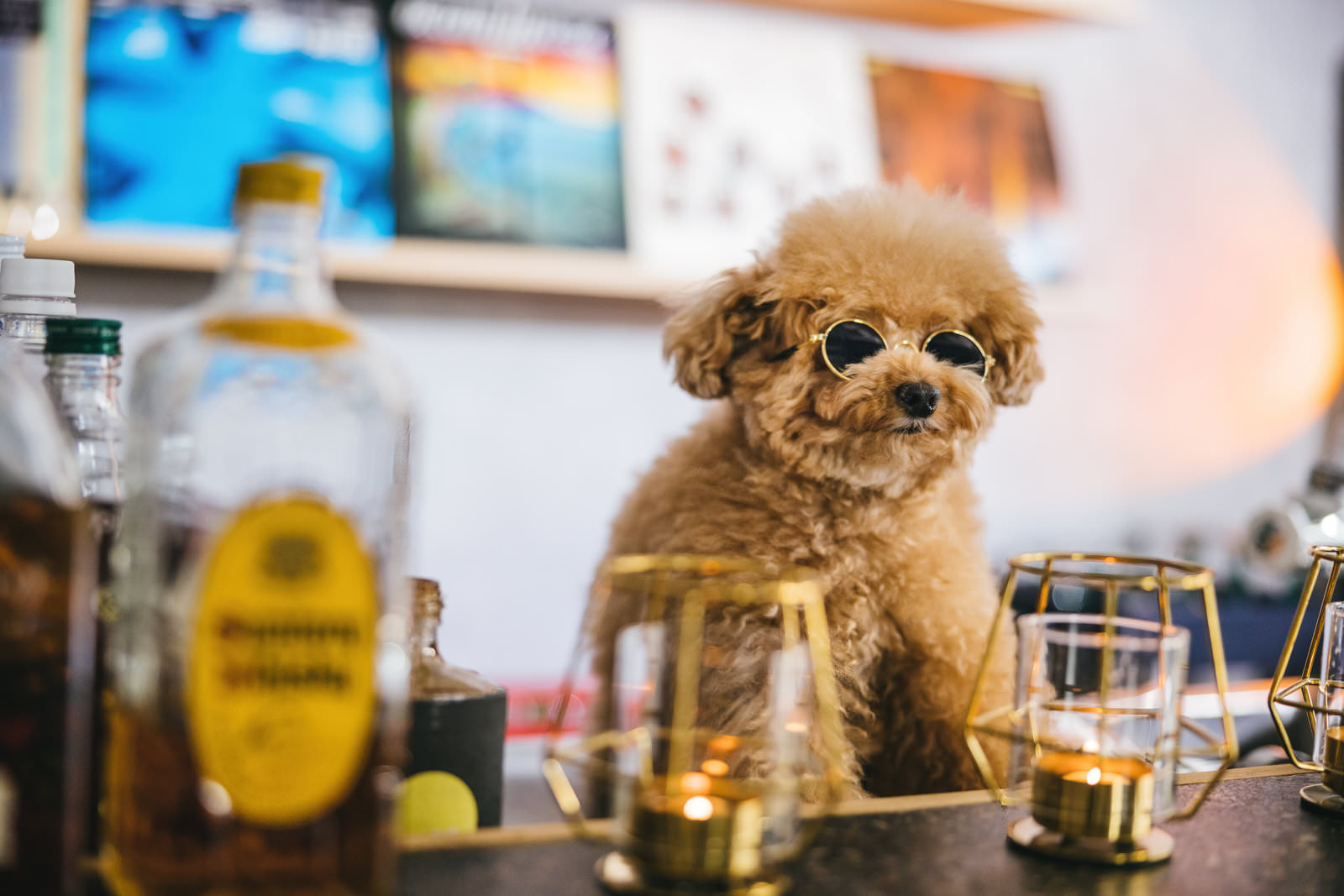 BARのマスター犬の写真